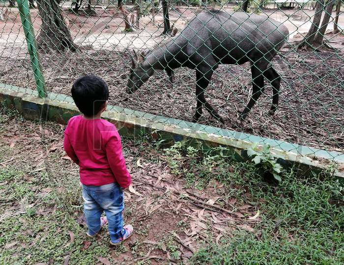 Little girl child carefully watching the zoo animal