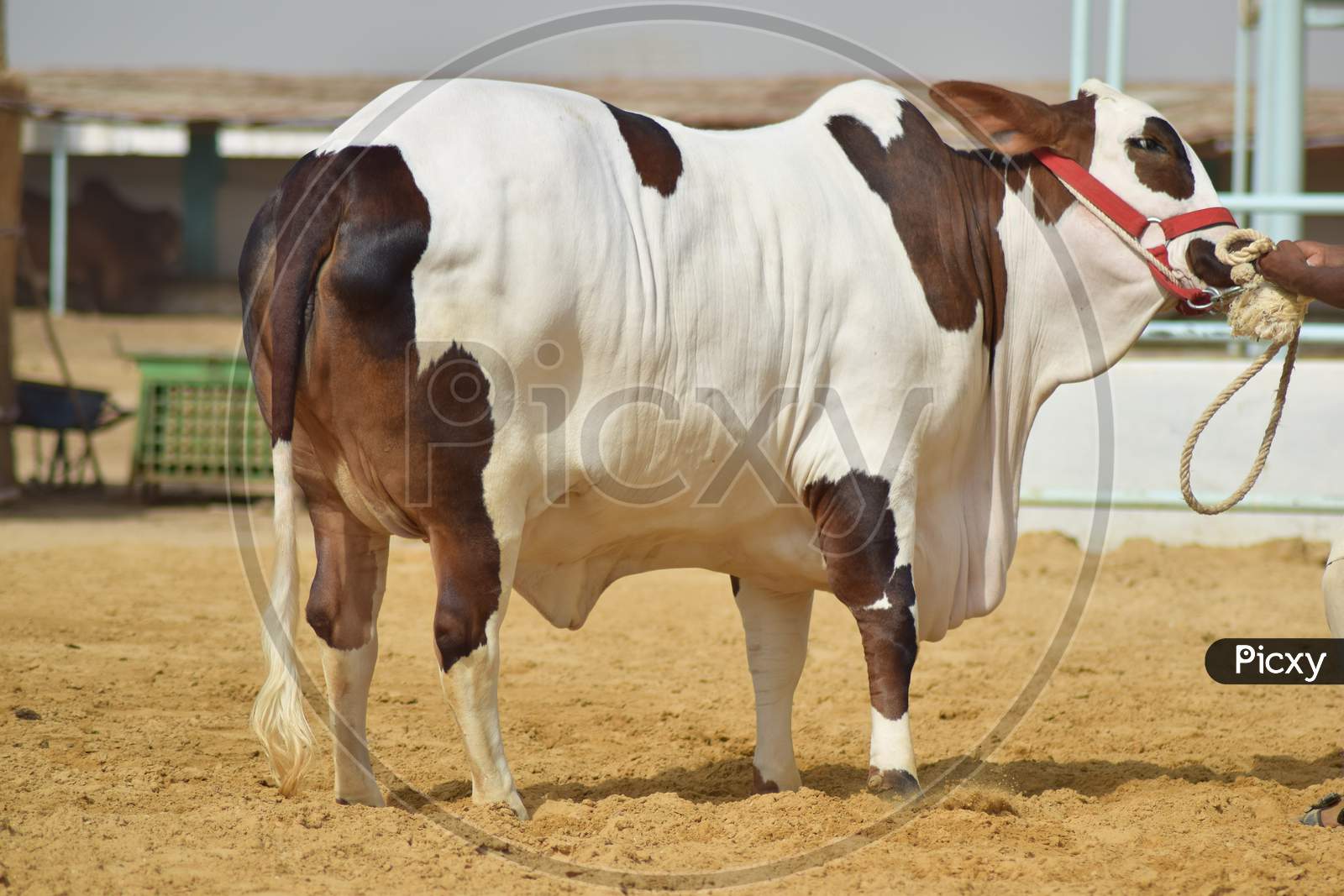 Heavy brown & white bull at a modern cattle farm