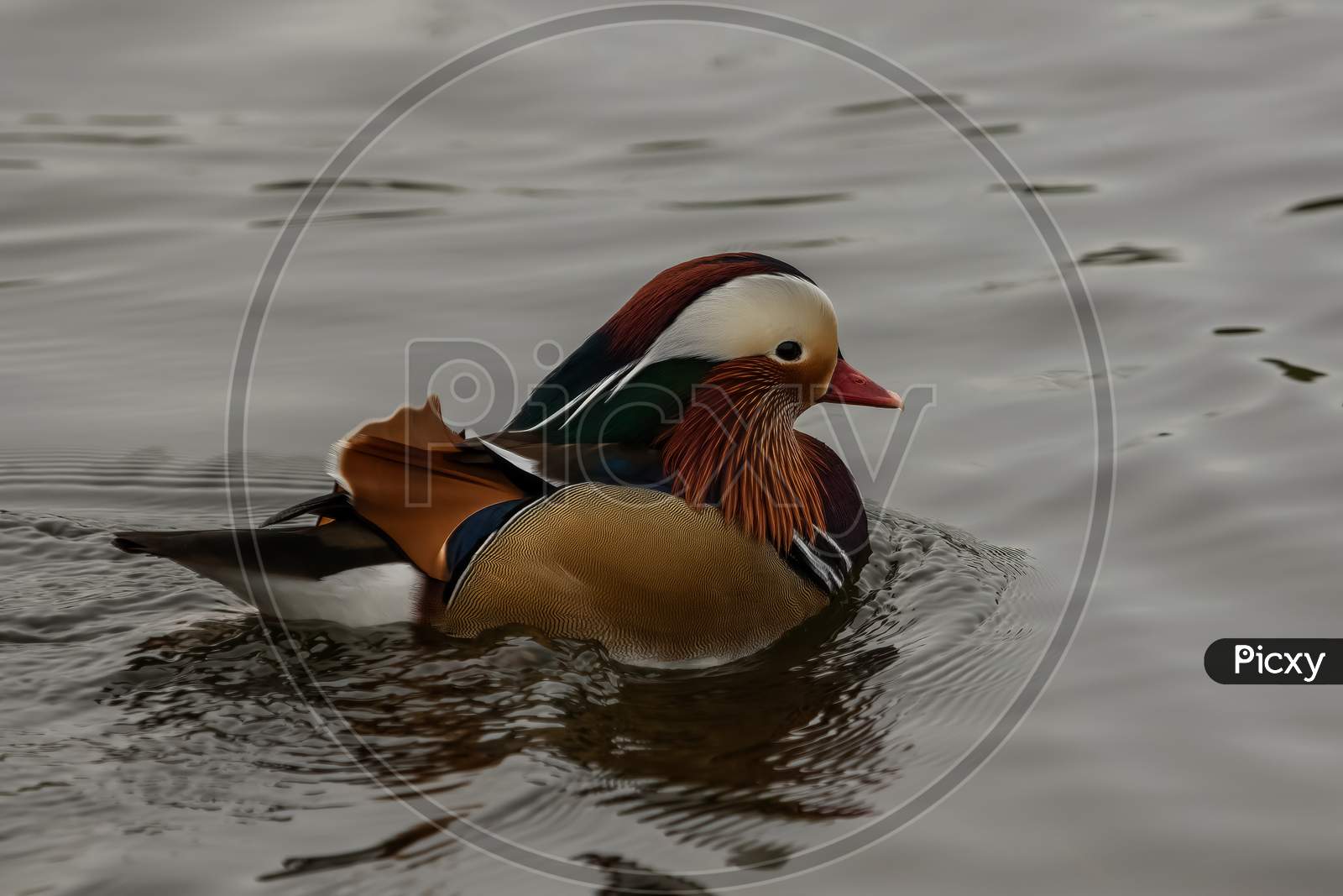 Mandarin Duck, Aix Galericulata, swimming on grey lake
