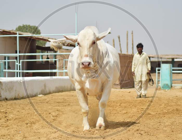 A Bull running in the Cattle Farm