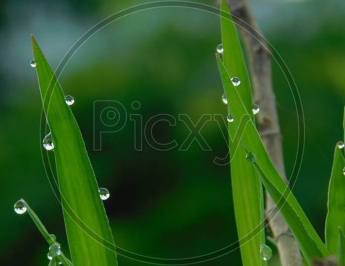 Green grasses with water drops