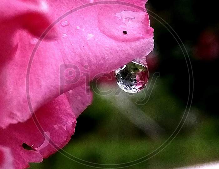 Macro Shot of a Water Drop After The Rains