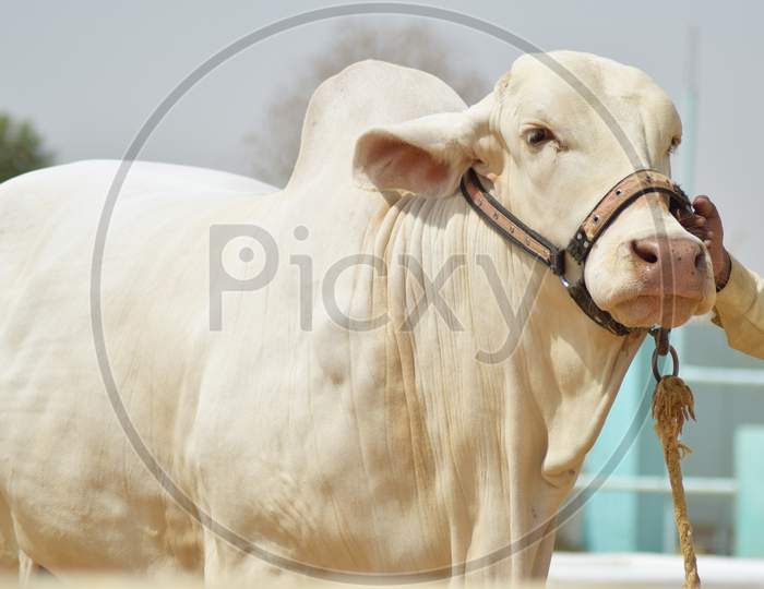 A White Bull in a Cattle Farm