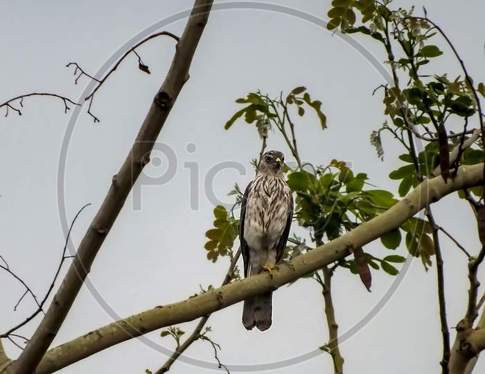 A hawk sitting in a tree.