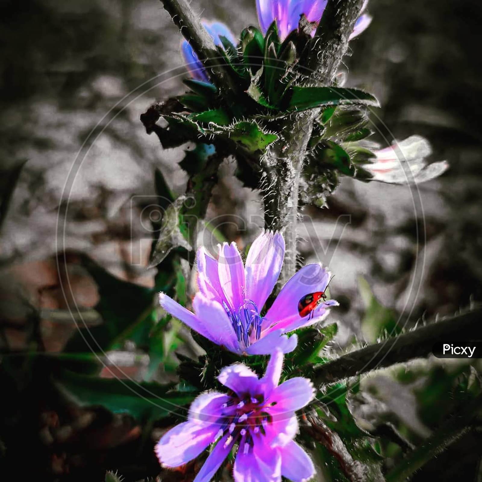 Flower, purple