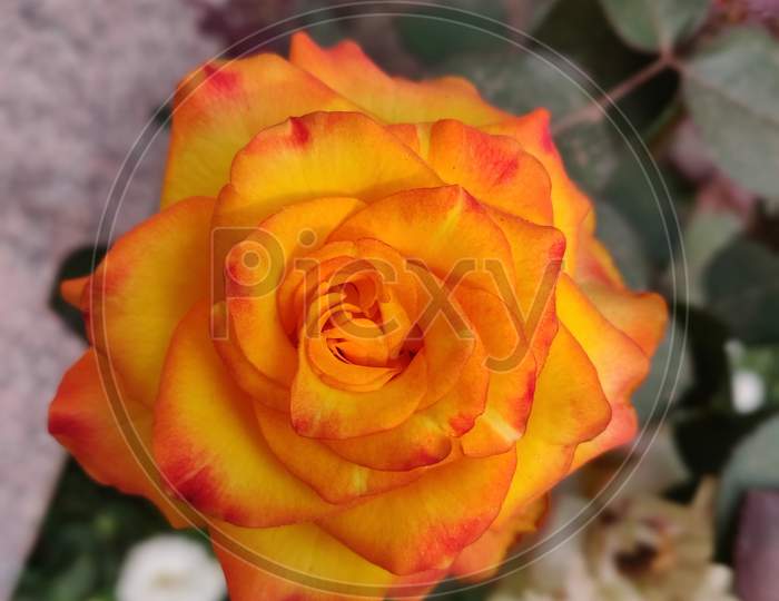 #Rose #Orange Rose #Garden Rose