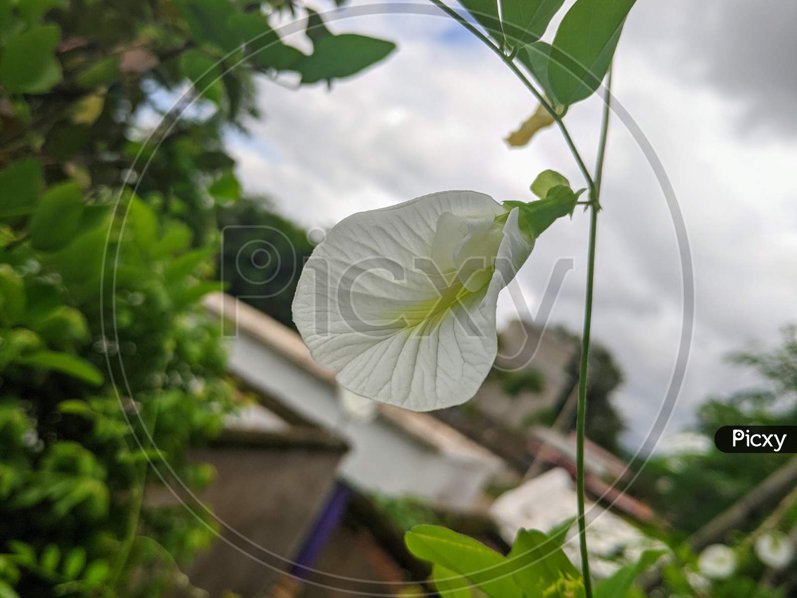 White aparajita flower