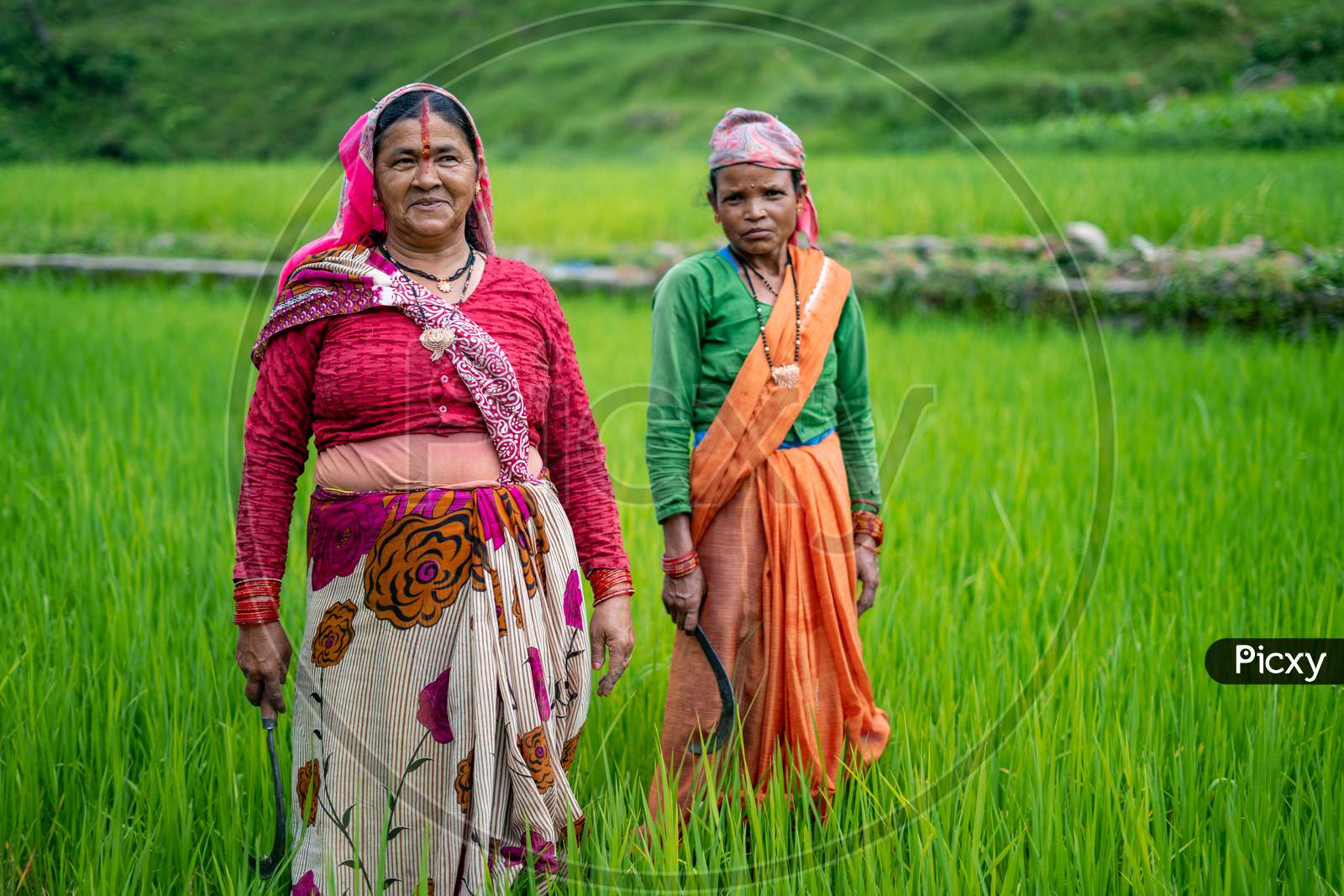 Almora, India - September 15, 2020: Old Indian Woman Farmers Standing In Working In The Green Fields, Smiling And Looking Into The Camera.