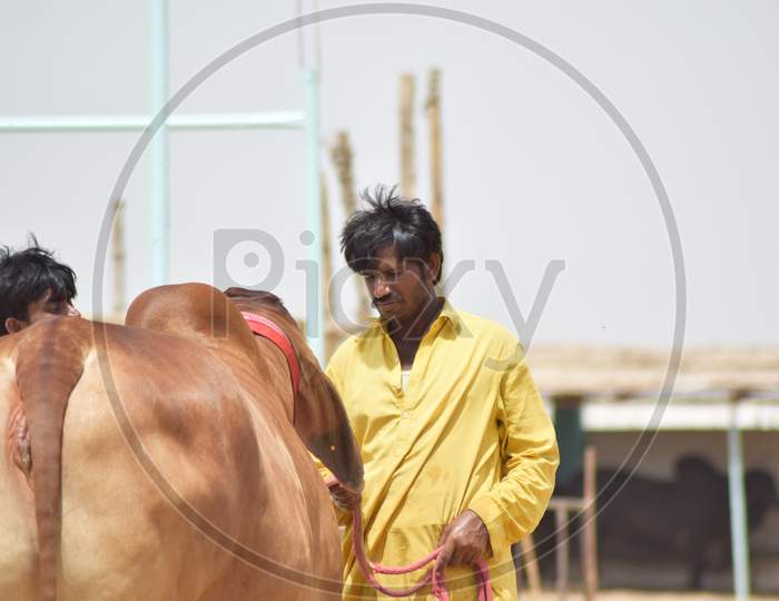 A Man with Brown Bull in Cattle Farm