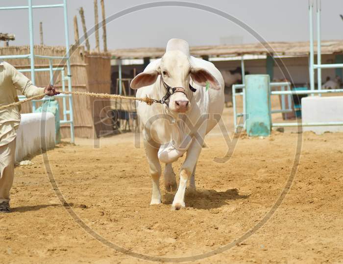 A Man pulling White Bull in Cattle Farm