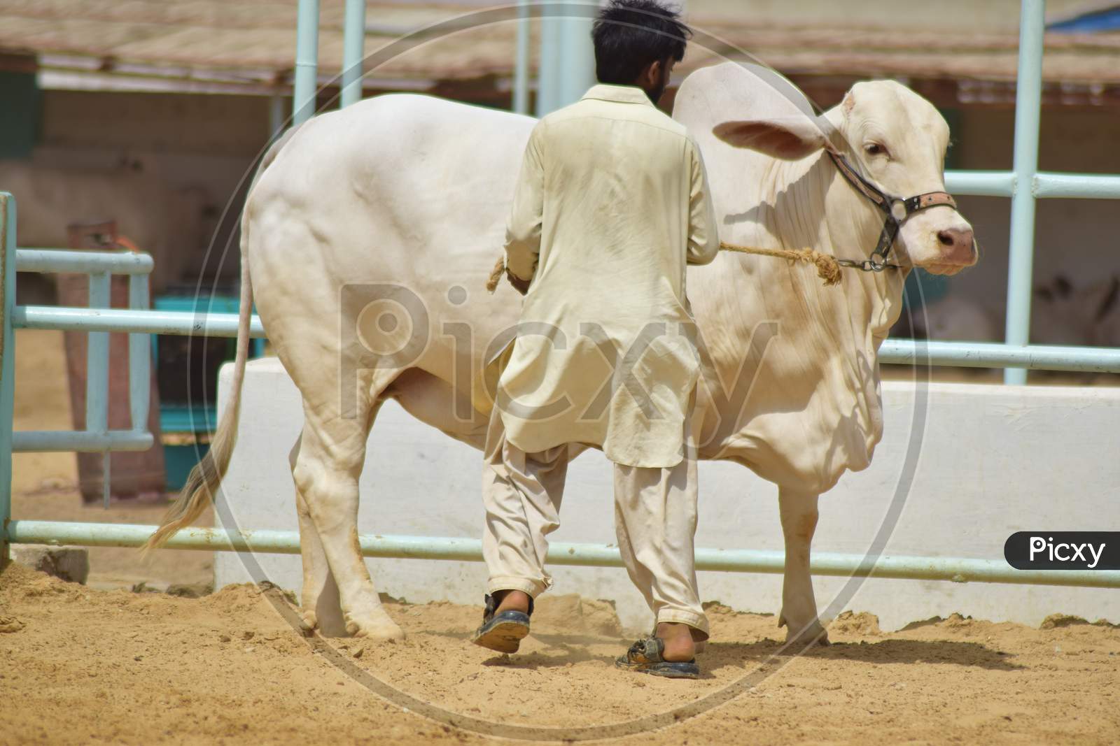 A Man with White Bull in Cattle Farm