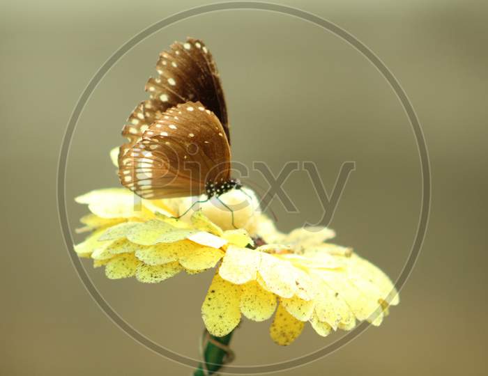 brown butterfly sitting on the yellow flower