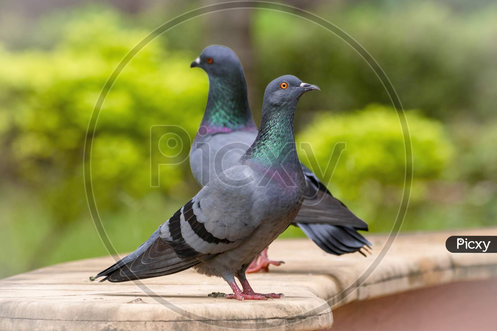 Pigeon pair in the garden
