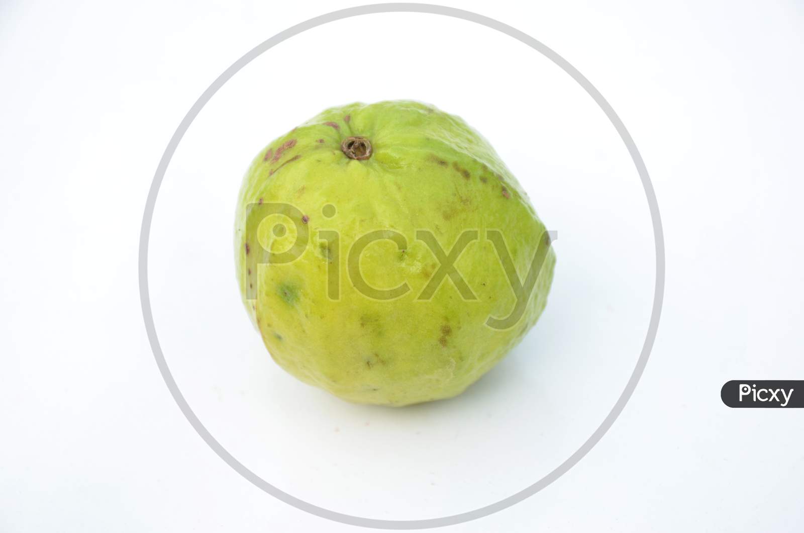 The Ripe Green White Guava Fruit Isolated On White Background.