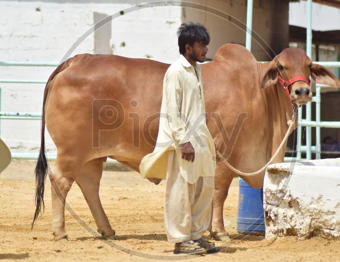 Beautiful Brown Sahiwal Breed Cow Standing with Workers Facing Camera for Photo shoot