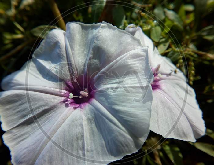 A beautiful white flower closeup picture