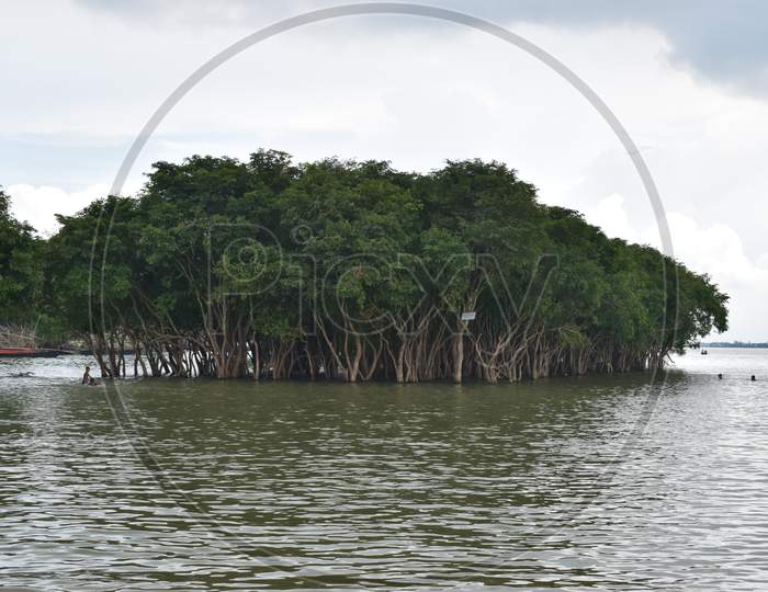 Mangroves On The River Water,Mangrove Trees In Asia