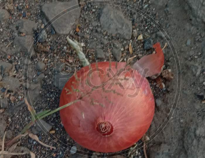Onion on ground