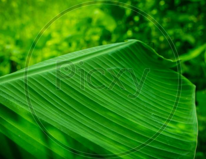 Natural Green Leaf Background. Picture Of Green Banana Leaves.