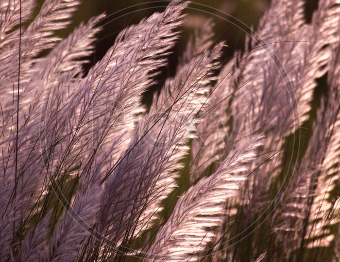 Saccharum Spontaneum Or Wild Sugarcane Plants With Selective Focus, Also Known As Kans Grass Or Kash Phool During Sunset