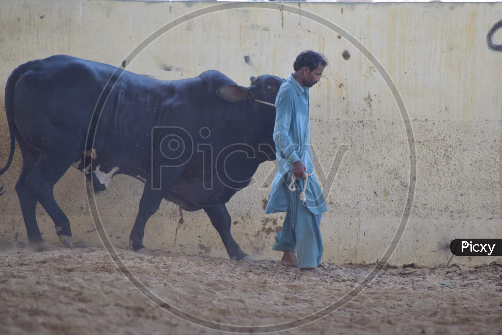A Man with a Bull in the Cattle Farm