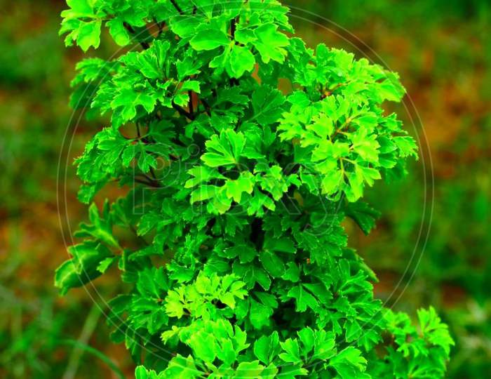 A beautiful Deep green plant.