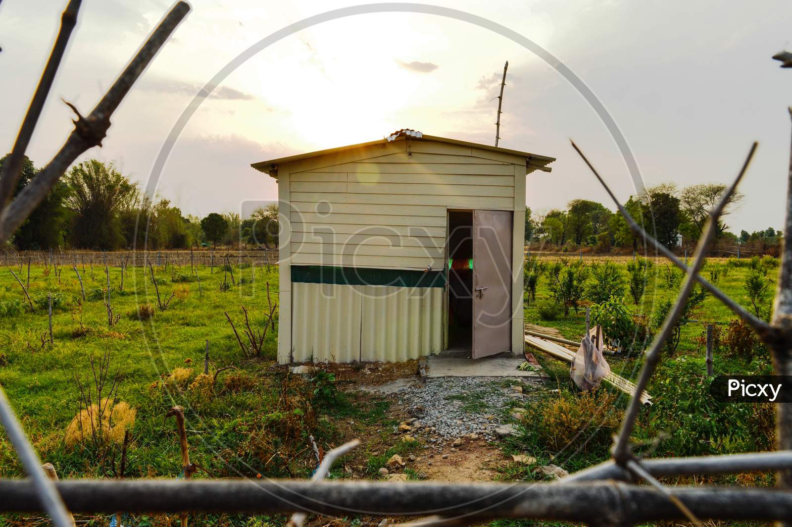 A Beautiful Landscape Evening View Of Hut And Field Of Pomegranate And Apple Plumb At Indian Village.