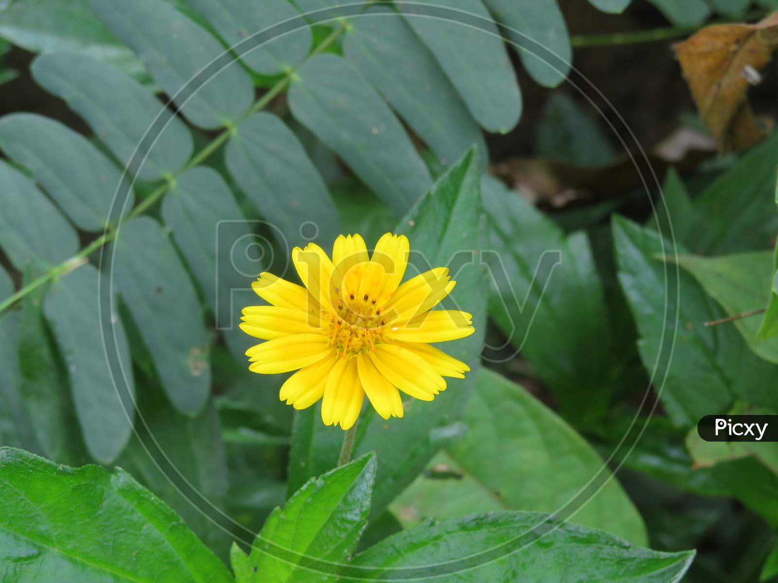 Yello Flower,