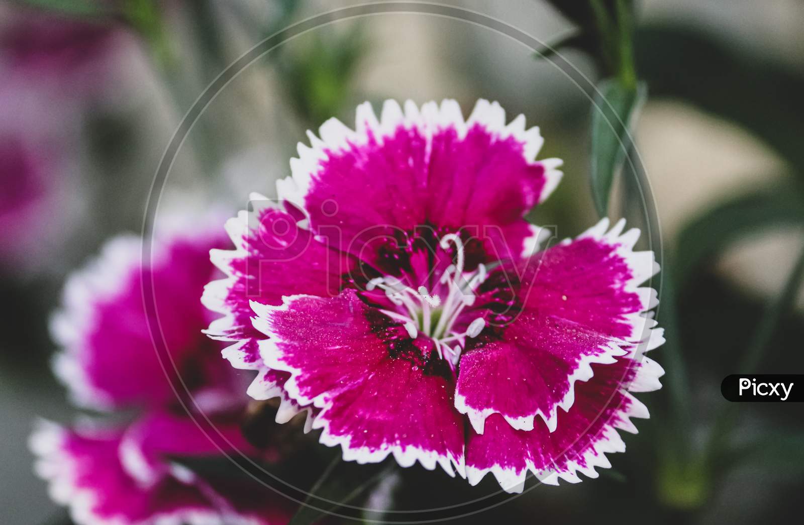 closeup of Dianthus flower