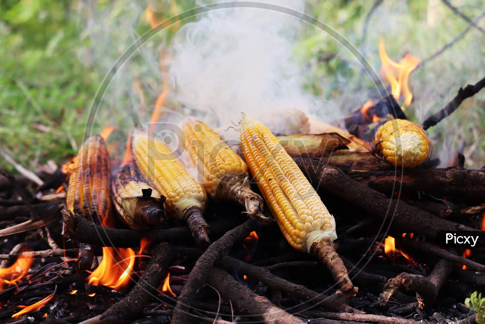 Bunch Of Maize Grilled