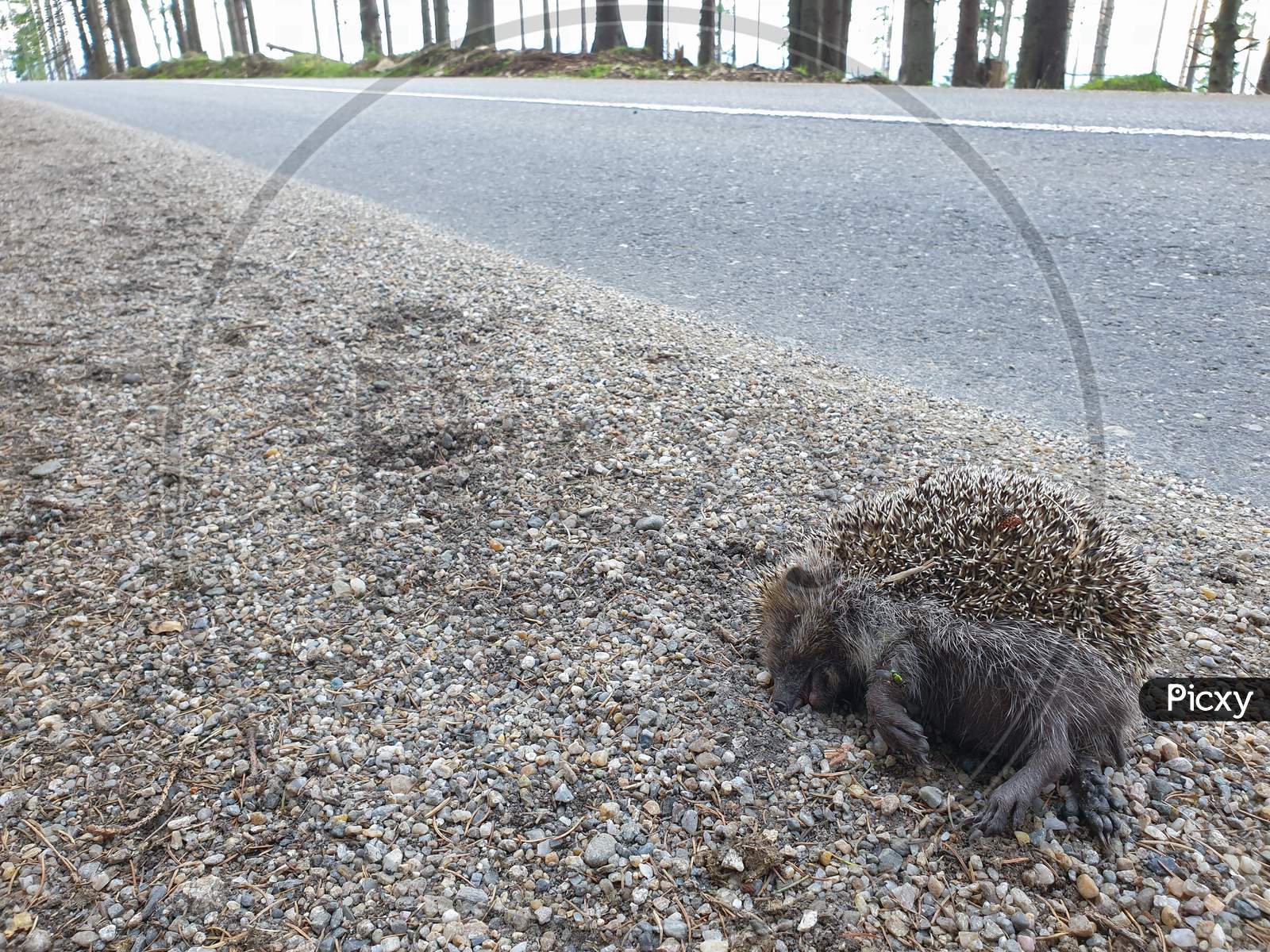 Dead Hedgehog Animal Victim Killed By Car On Road