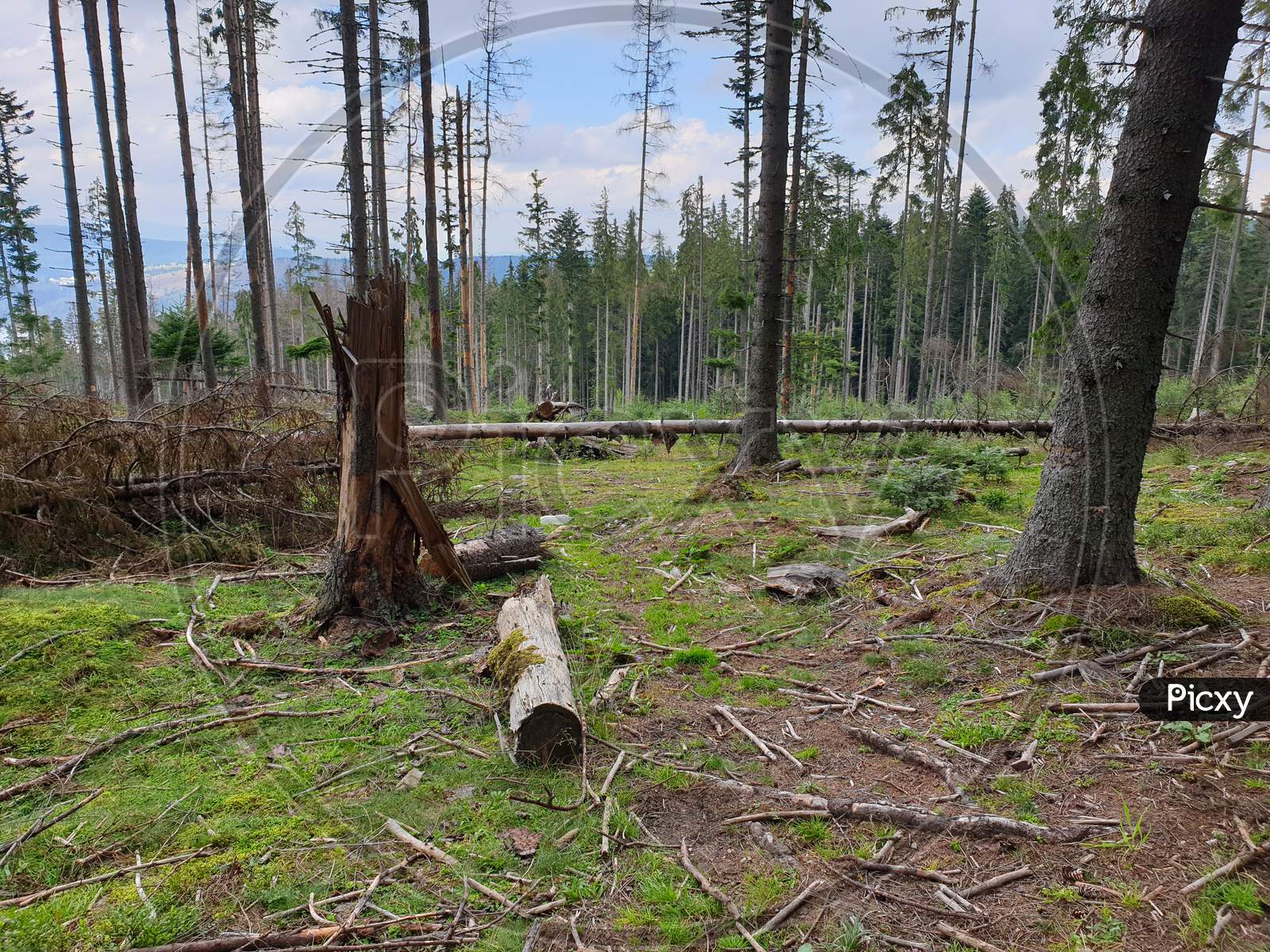 Dead Trees Pine Forest, Apuseni Mountains, Romania