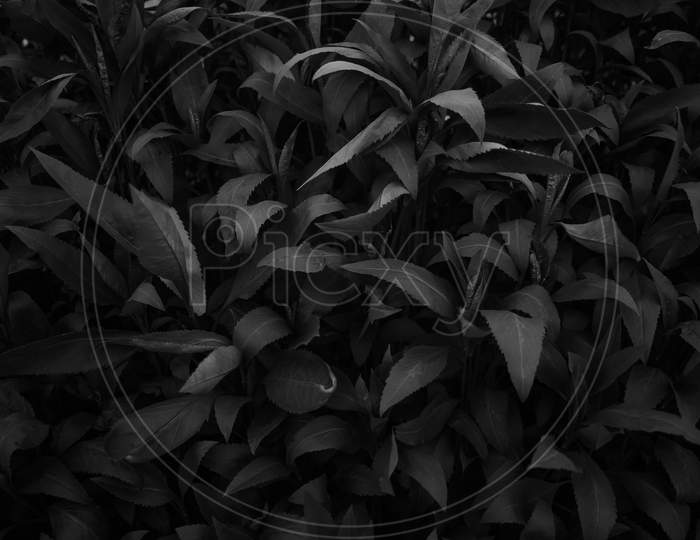 Black And White Wallpaper With Copy Space Of Some Textured In Detail Plants