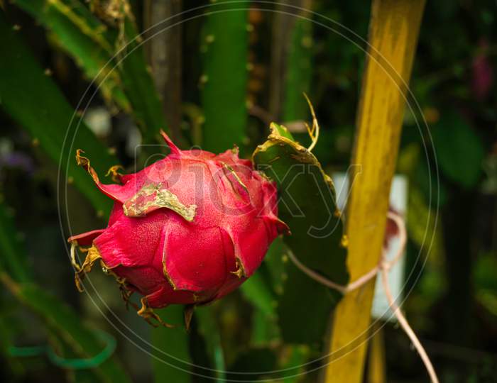 Dragon Fruit Is Hanging On The Garden. Hylocereus Undatus, The White-Fleshed Pitahaya, Is A Species Of Cactaceae And Is The Most Cultivated Species In The Genus.
