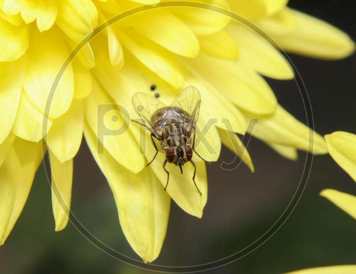 Fly Sit On A Yellow Flower