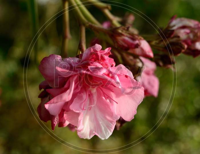 Beautiful Pink Indian Flower Fragrance On Side Of Field.
