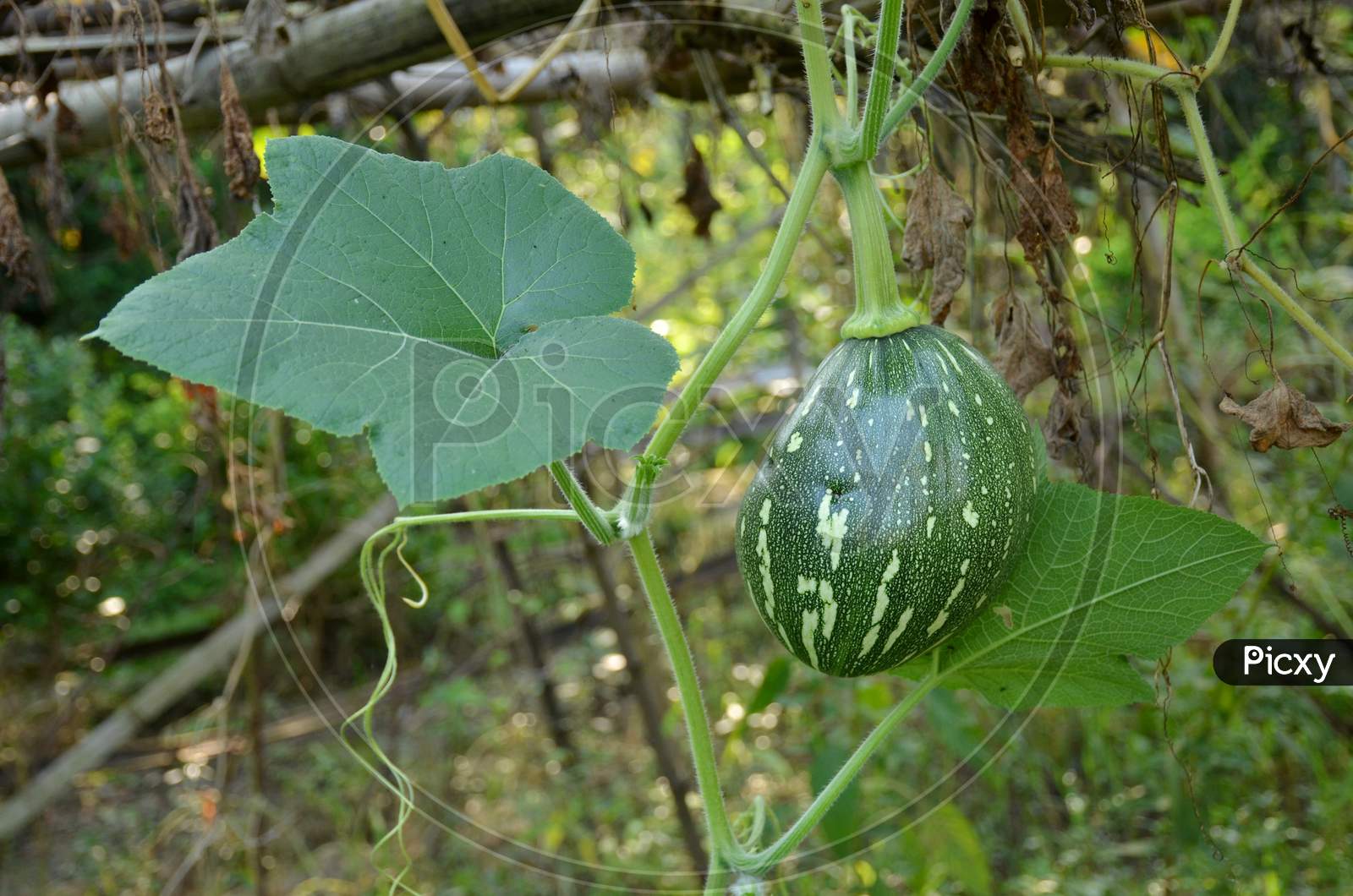 The Green Ripe Pumpkin With Vine And Leaves In The Garden.
