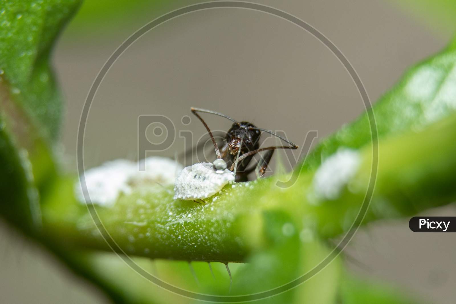 Ants Are Associated With Mealybugs