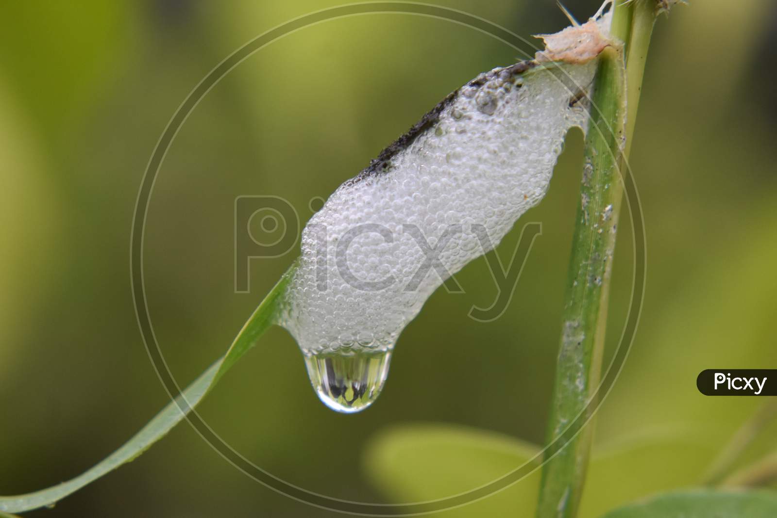 Nature's droplet