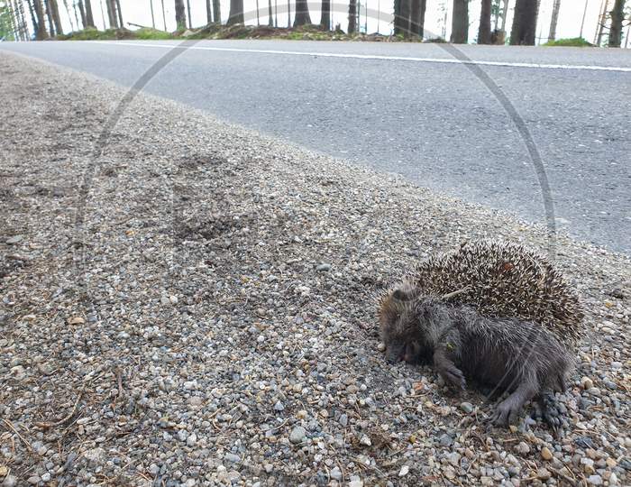 Dead Hedgehog Animal Victim Killed By Car On Road