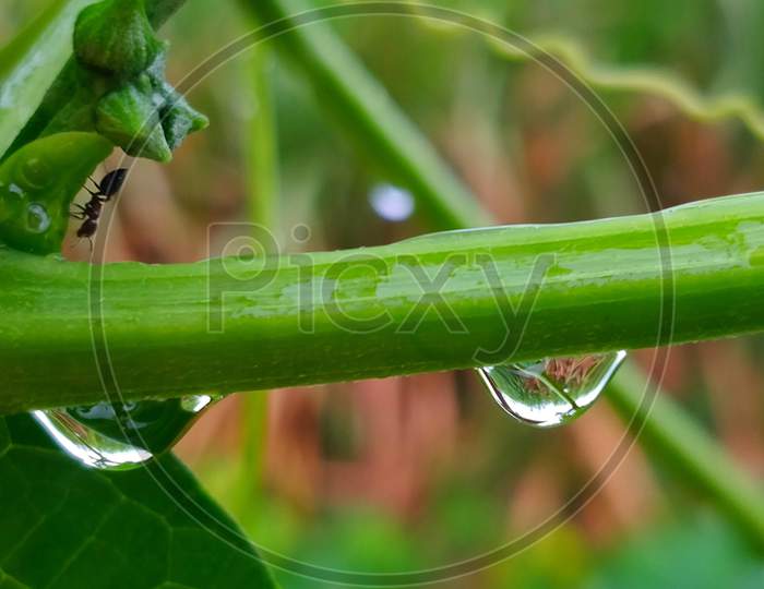 WATERDROPS WITH ANT