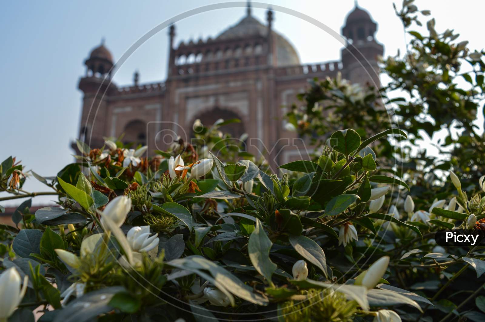 White Flowers With View At Background Of Safadarjung Tomb Memorial At Foggy Winter Morning.