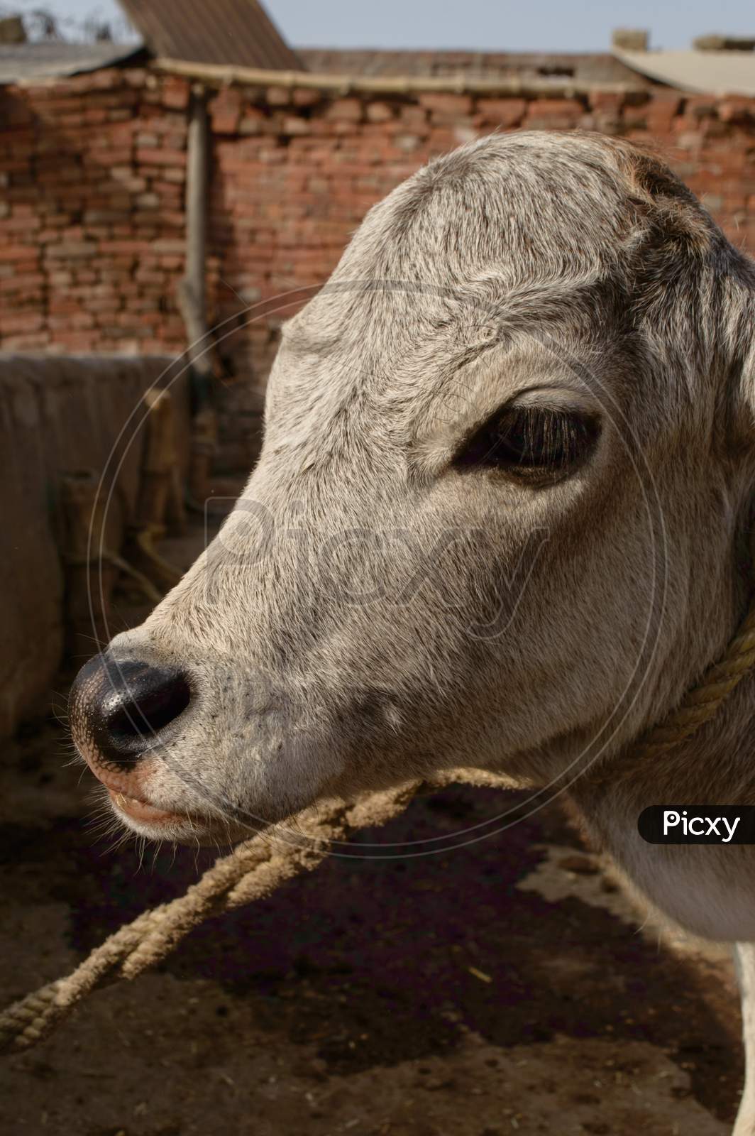 A Portrait Of Indian Baby Cow Or Calf Tie On Wooden With Rope At Farm.