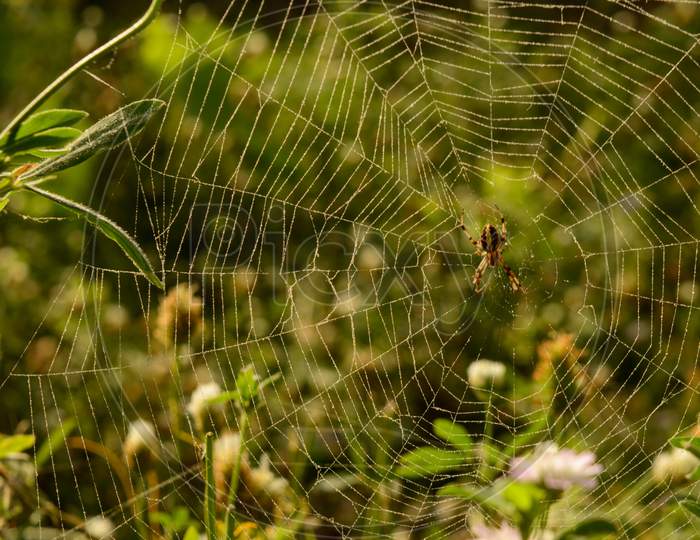 A Web Of Indian Spider Who Is Relaxing On Web At Evening.