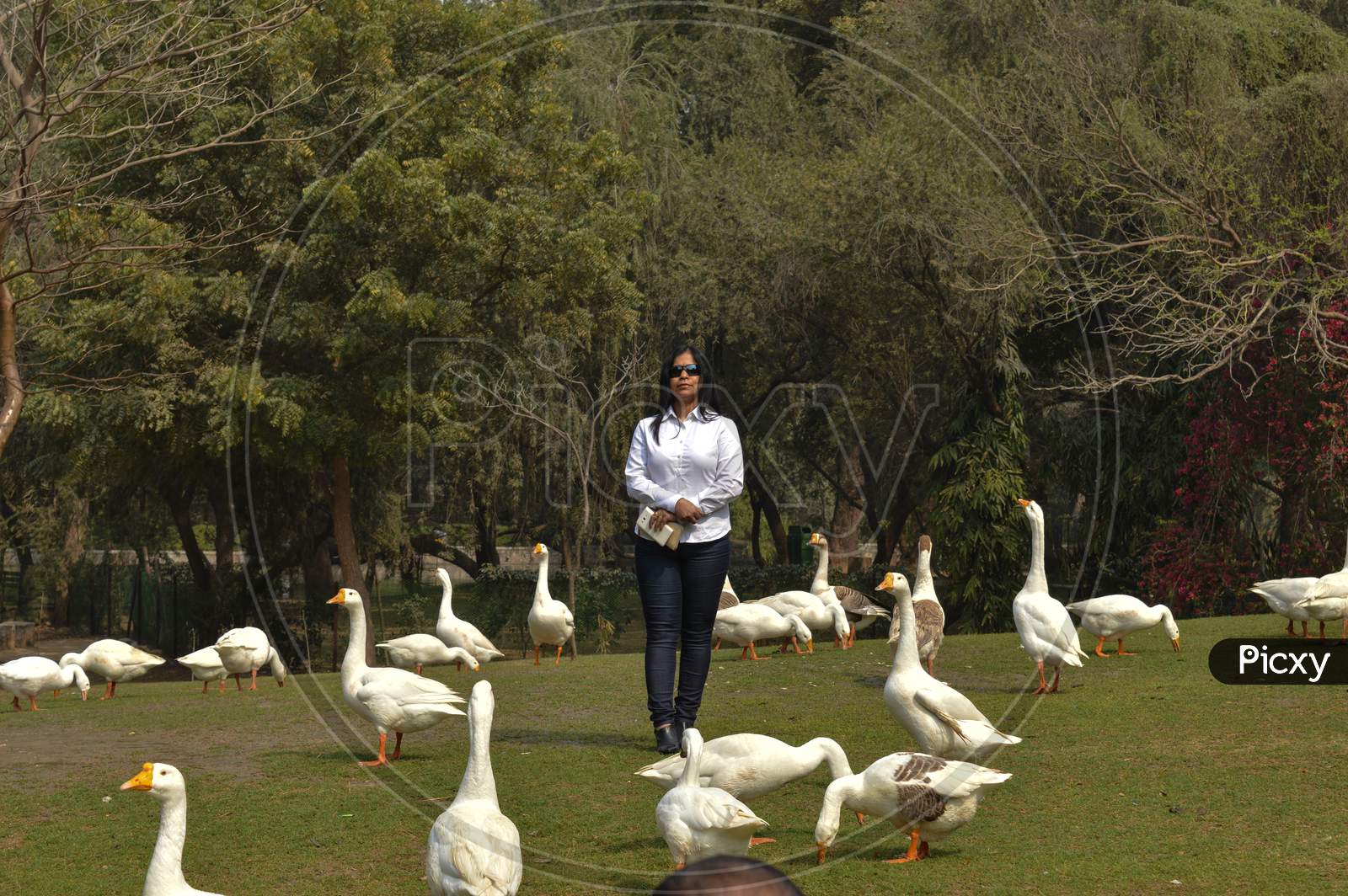 A Lady Women Standing Between Bunch Of Ducks At Lodhi Garden Park.