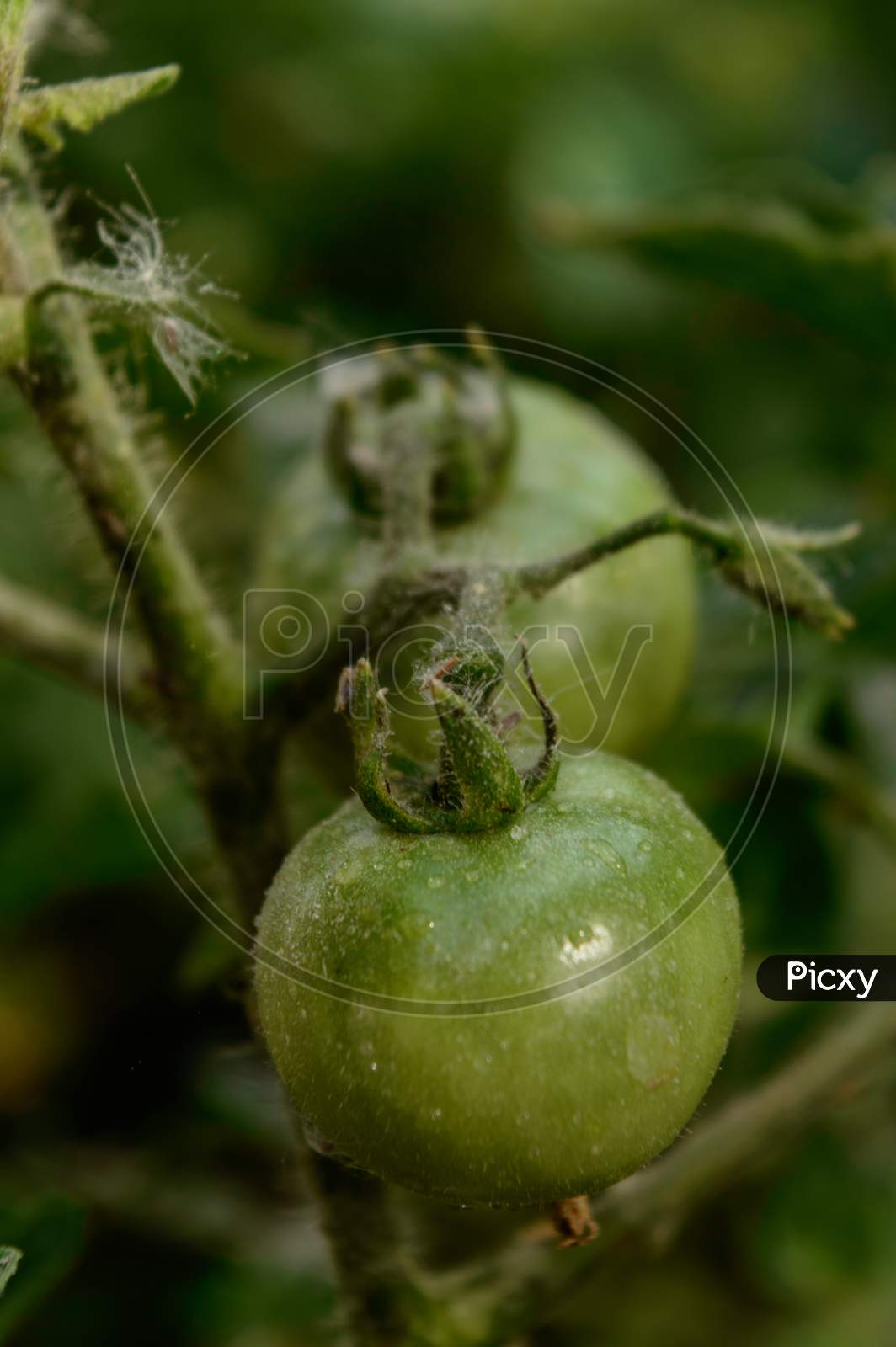 Closeup Micro Shot Of Indian Green Tomato Cover Up With Soil And Fertilizer And Water.