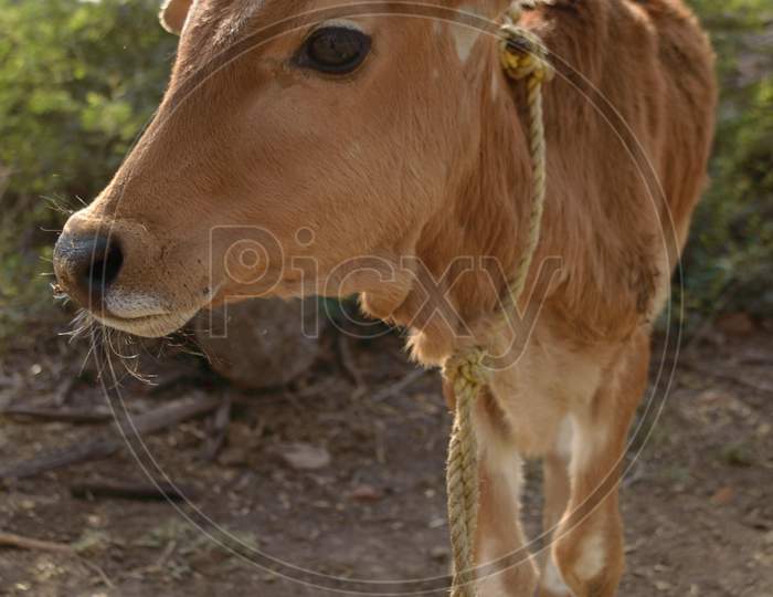 Beautiful Indian Baby Cow Or Calf Tie On Wooden With Rope At Farm.
