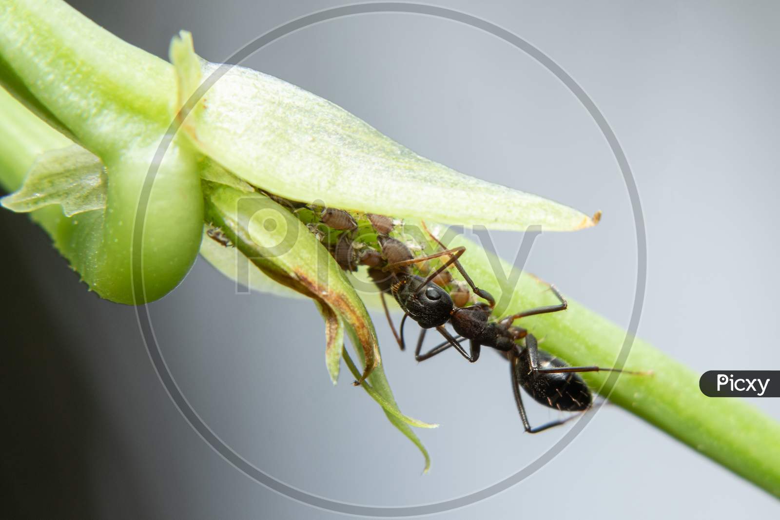 Symbiotic Ants And Aphids Have A Strong Relationship