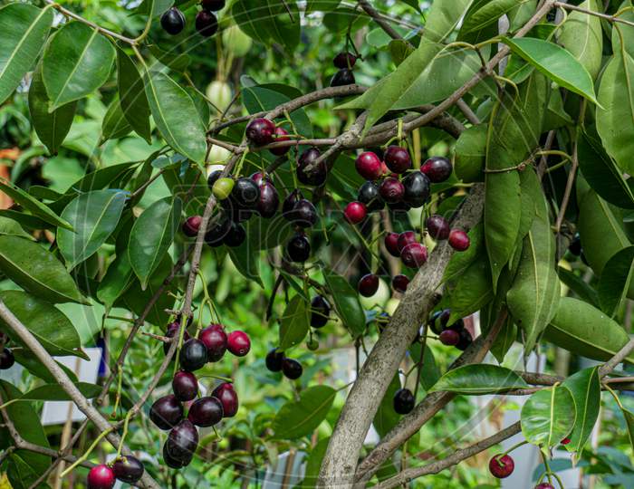 Jaam Jambul Jamun Or Jamblang Syzygium Cumini On Branch Of Tree