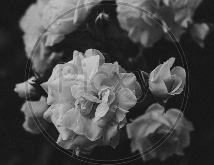 Dark White Roses In Black And White Wallpaper With Copy-Space
